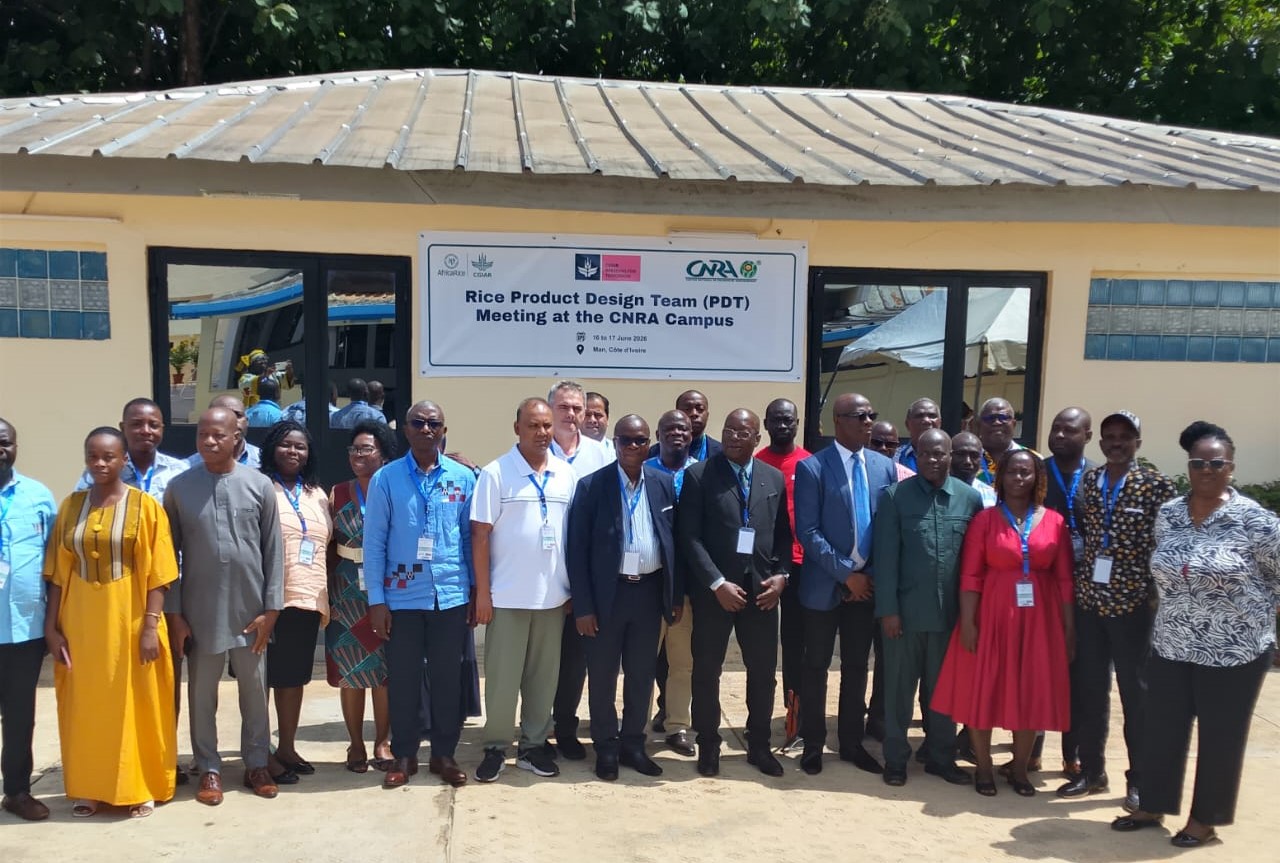 [Filière riz] Le CNRA et AfricaRice mobilisés à Man pour améliorer la qualité du riz ivoirien