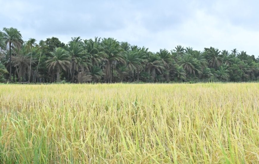 [Guinée] Le riz hybride chinois révolutionne la production agricole à Koba