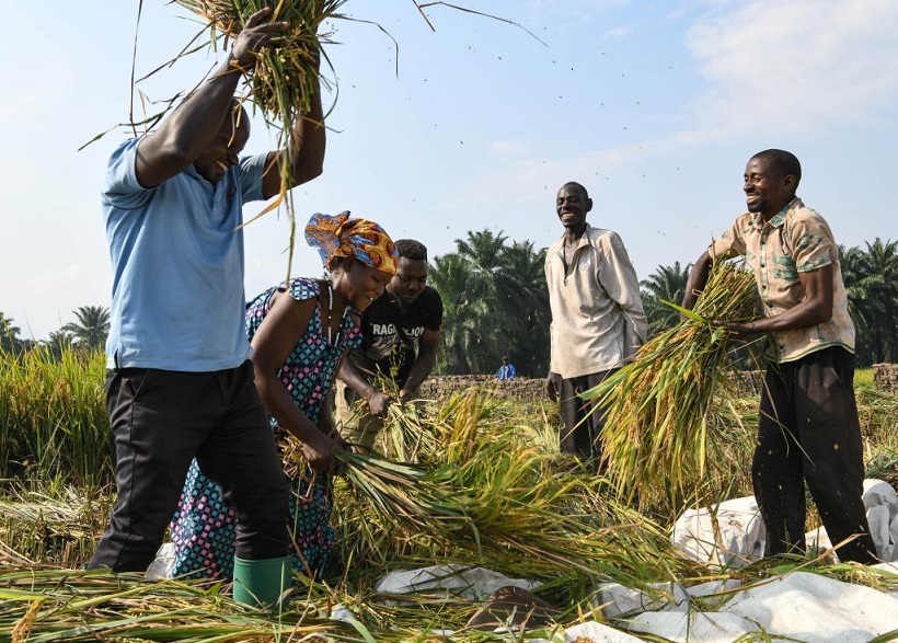 [Guinée] Le riz hybride chinois dope les récoltes et transforme l’agriculture à Koba