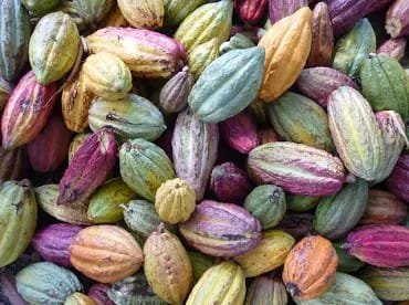 [Côte d’Ivoire] Duékoué, capitale du binôme Café-Cacao pour la première Journée nationale de l’OIA-CC