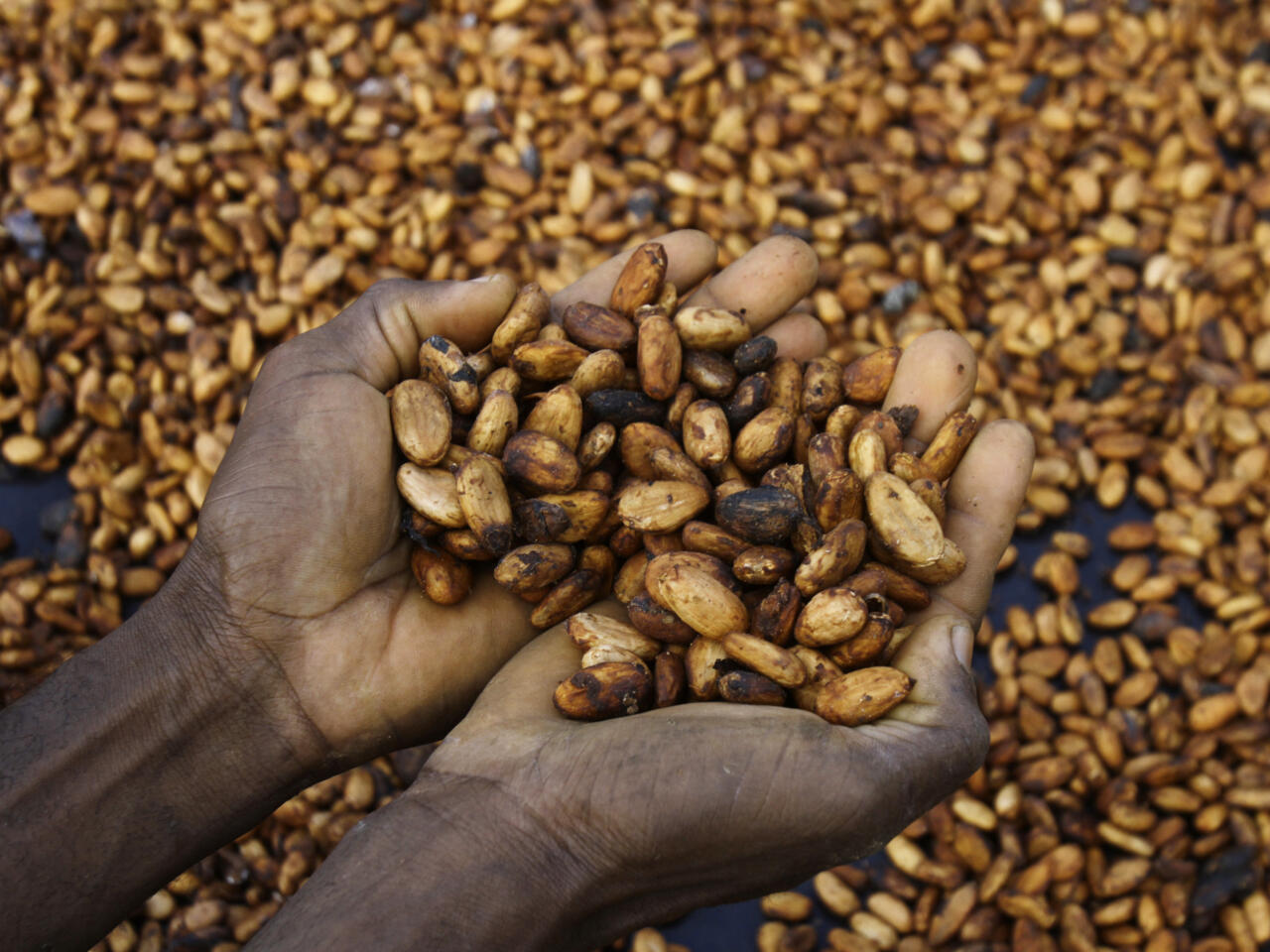 [Le cacao ivoirien, de la colonie à 2026] « On nous a trop volé » (Contribution)