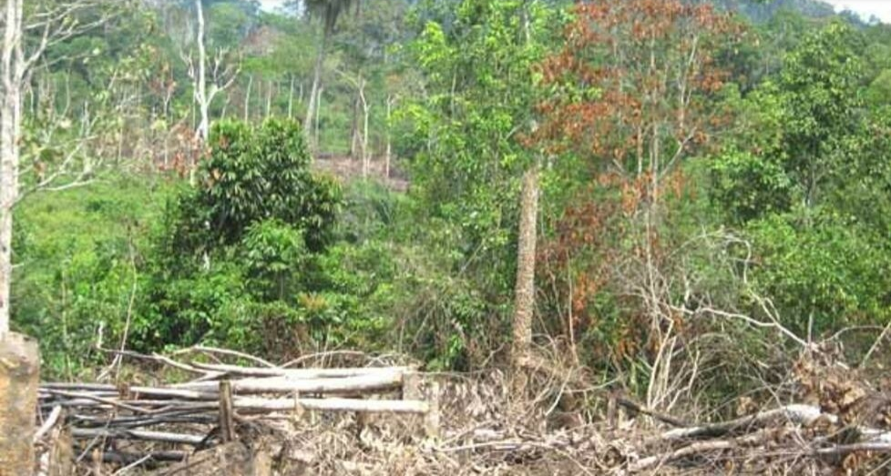 [Côte d’Ivoire Réchauffement climatique] Attention au couvert forestier