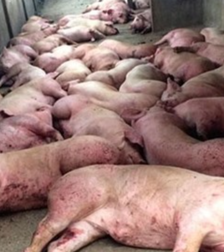 [Question intelligente] Peste porcine Africaine en Allemagne ?