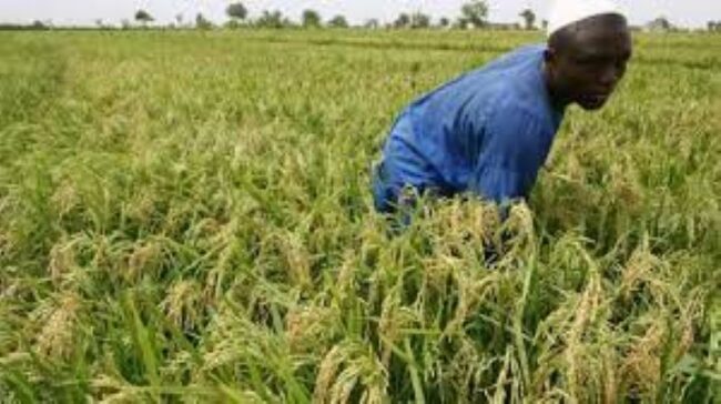 Cultivateurs de riz en Côte d'Ivoire