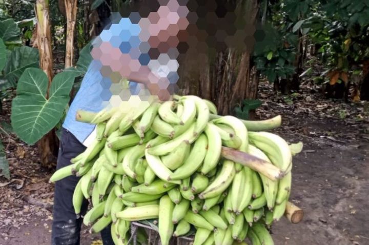 [Chronique] Cherté de la vie en Côte d’Ivoire, l’Odyssée insolite d’une Banane de Bonon